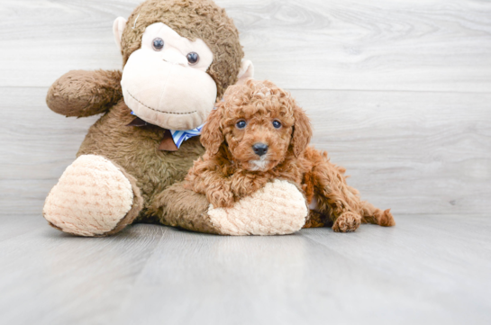 17 week old Mini Goldendoodle Puppy For Sale - Florida Fur Babies