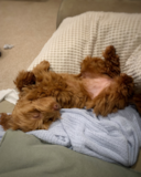 Mini Labradoodle Being Cute Mini Labradoodle Being Cute