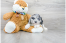 Meet Cooper - our Cavapoo Puppy Photo 2/3 - Florida Fur Babies