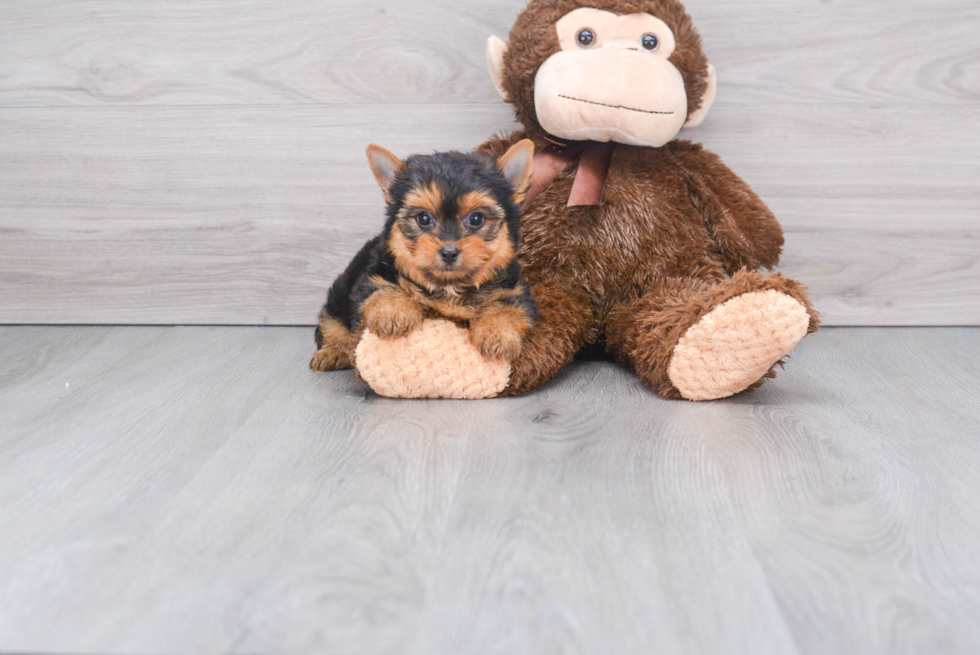 Meet Rebecca - our Yorkshire Terrier Puppy Photo 2/2 - Florida Fur Babies