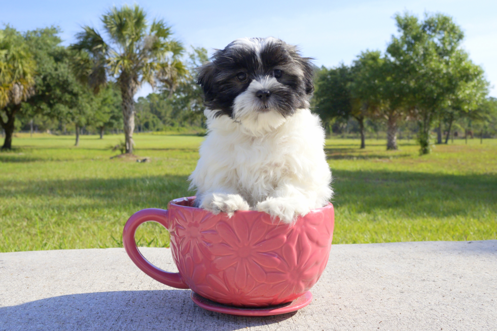 Meet Isabell - our Havanese Puppy Photo 3/3 - Florida Fur Babies
