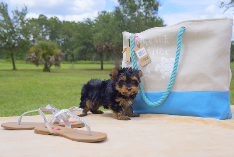 Meet Madison - our Yorkshire Terrier Puppy Photo 5/5 - Florida Fur Babies