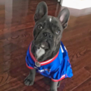 Puppy For Sale - Florida Fur Babies Puppy For Sale - Florida Fur Babies