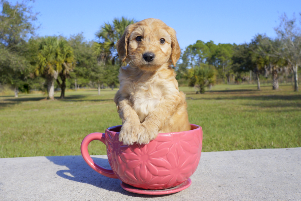 Meet Jax - our Mini Goldendoodle Puppy Photo 2/3 - Florida Fur Babies
