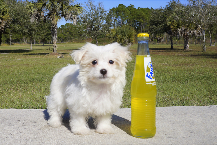 Meet Ariana - our Havanese Puppy Photo 1/3 - Florida Fur Babies