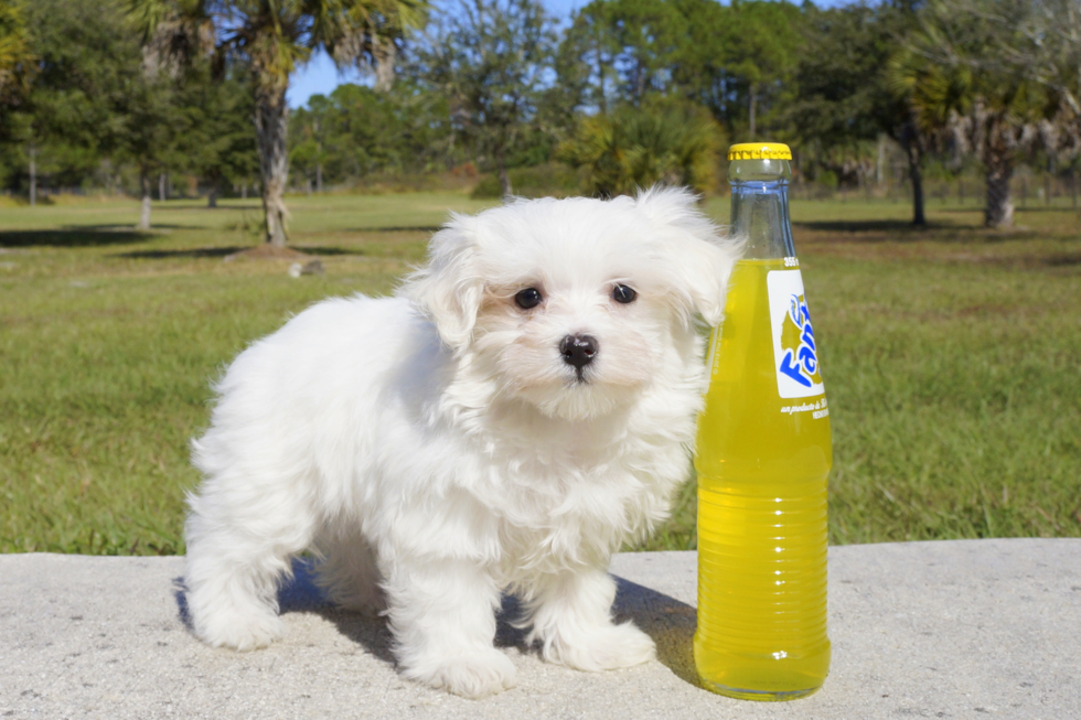 Meet Noah - our Maltese Puppy Photo 2/3 - Florida Fur Babies