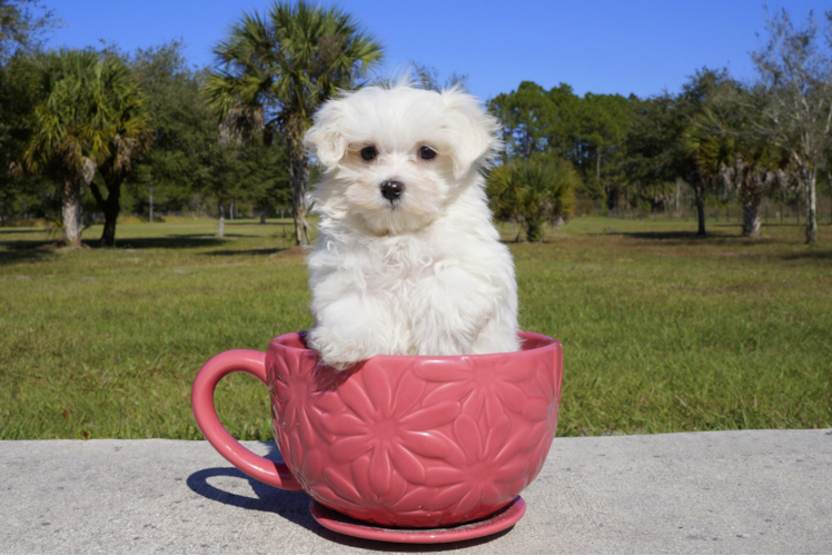 Meet Noah - our Maltese Puppy Photo 1/3 - Florida Fur Babies