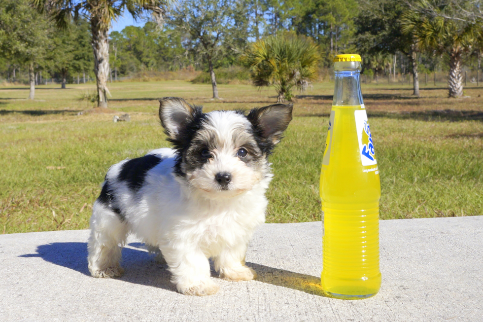 Meet Rueben - our Morkie Puppy Photo 1/4 - Florida Fur Babies