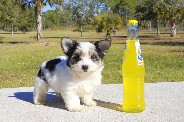Meet Rueben - our Morkie Puppy Photo 1/4 - Florida Fur Babies