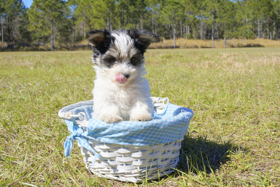 Meet Rueben - our Morkie Puppy Photo 4/4 - Florida Fur Babies