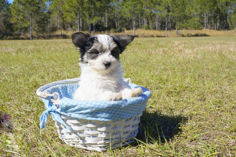Meet Rueben - our Morkie Puppy Photo 3/4 - Florida Fur Babies