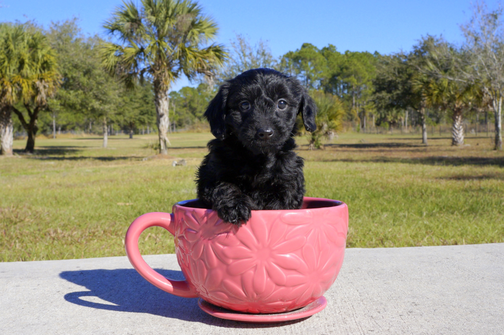Meet Pj - our Yorkie Poo Puppy Photo 3/4 - Florida Fur Babies