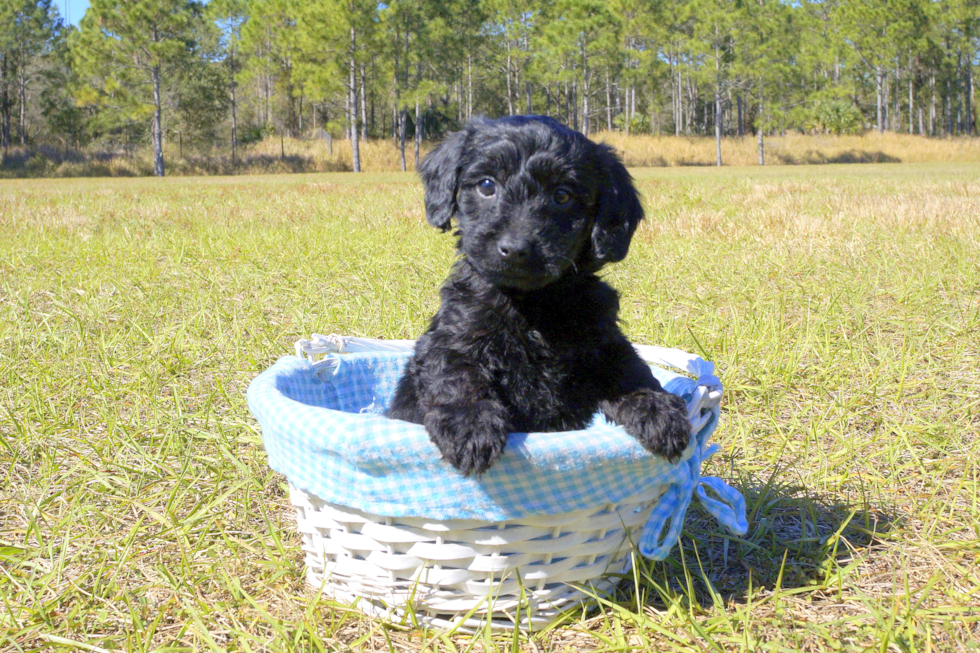 Meet Pj - our Yorkie Poo Puppy Photo 1/4 - Florida Fur Babies