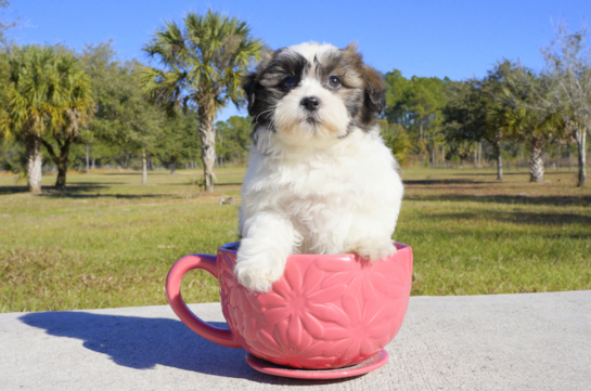 338 week old Teddy Bear Puppy For Sale - Florida Fur Babies