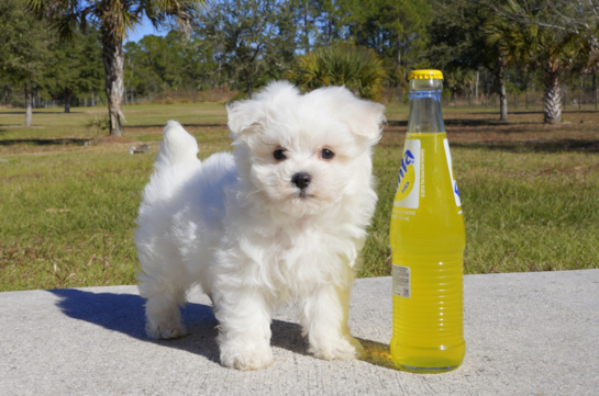 338 week old Maltese Puppy For Sale - Florida Fur Babies