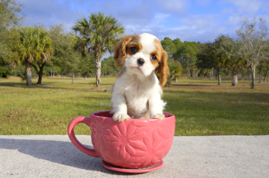 350 week old Cavalier King Charles Spaniel Puppy For Sale - Florida Fur Babies