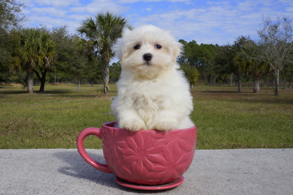Meet Charlotte - our Maltese Puppy Photo 1/3 - Florida Fur Babies