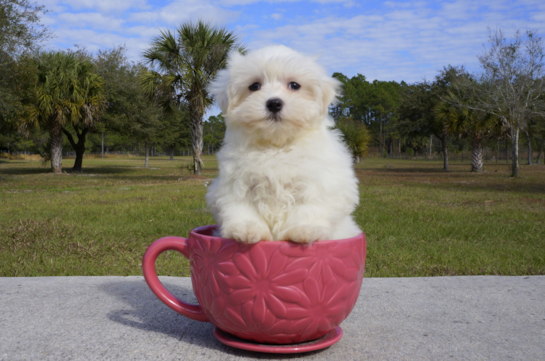 350 week old Maltese Puppy For Sale - Florida Fur Babies