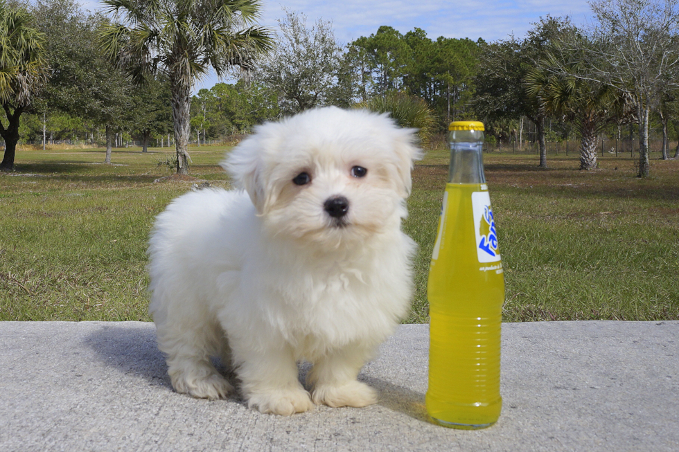 Meet Charlotte - our Maltese Puppy Photo 2/3 - Florida Fur Babies