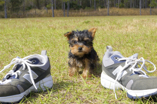 338 week old Yorkshire Terrier Puppy For Sale - Florida Fur Babies