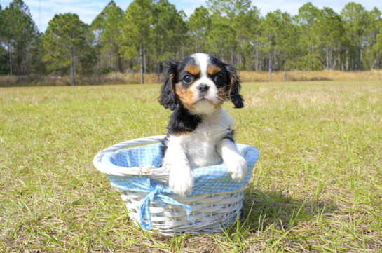 343 week old Cavalier King Charles Spaniel Puppy For Sale - Florida Fur Babies