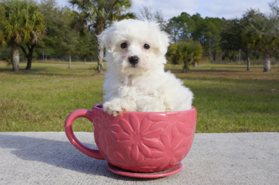 338 week old Maltipoo Puppy For Sale - Florida Fur Babies