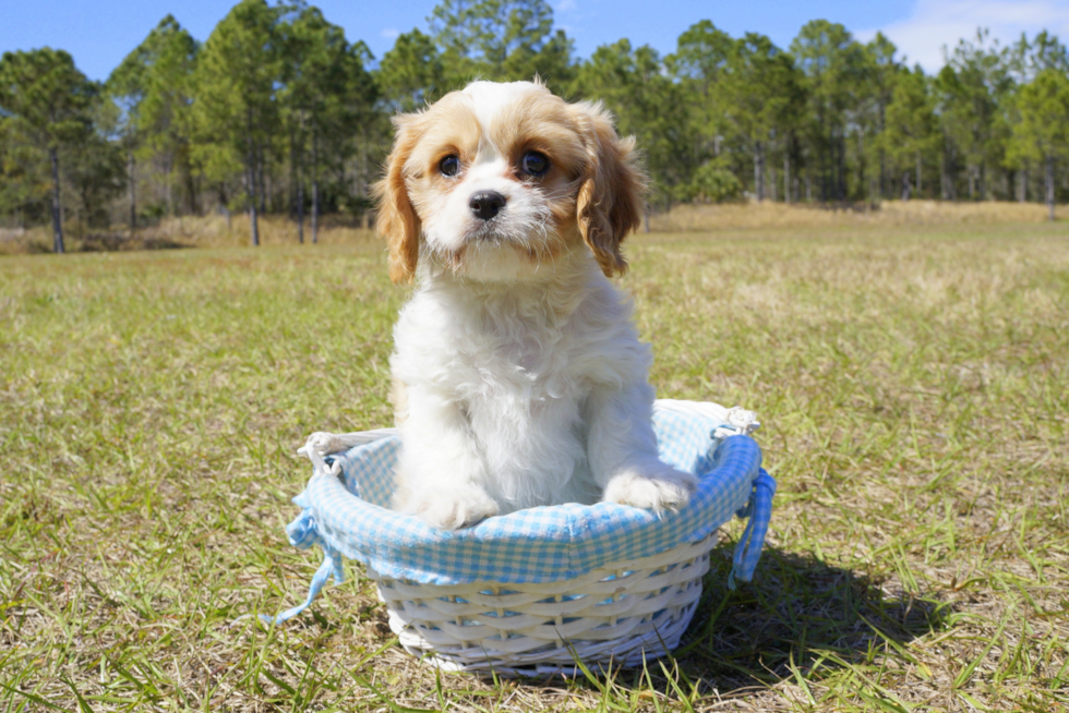 Meet Laura - our Cavachon Puppy Photo 4/4 - Florida Fur Babies