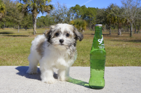 337 week old Havanese Puppy For Sale - Florida Fur Babies