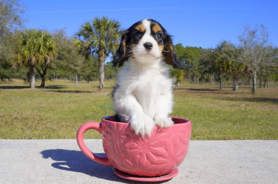 348 week old Cavalier King Charles Spaniel Puppy For Sale - Florida Fur Babies