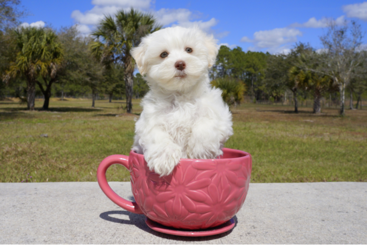 Meet Bronson - our Havanese Puppy Photo 1/3 - Florida Fur Babies