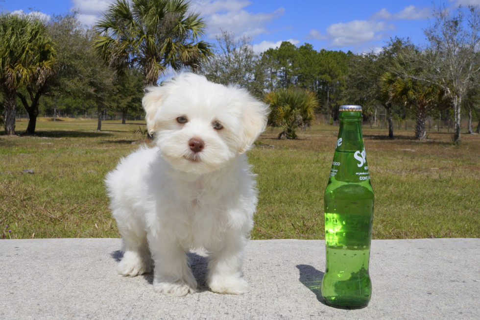 Meet Bronson - our Havanese Puppy Photo 2/3 - Florida Fur Babies