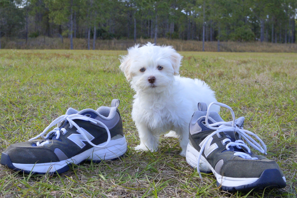 Meet Bronson - our Havanese Puppy Photo 3/3 - Florida Fur Babies