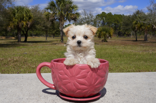 335 week old Morkie Puppy For Sale - Florida Fur Babies