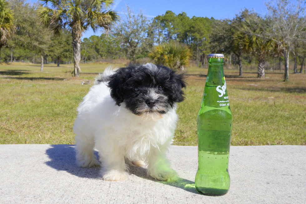 Meet Trent - our Havanese Puppy Photo 1/4 - Florida Fur Babies