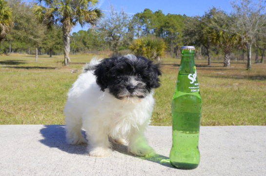 347 week old Havanese Puppy For Sale - Florida Fur Babies