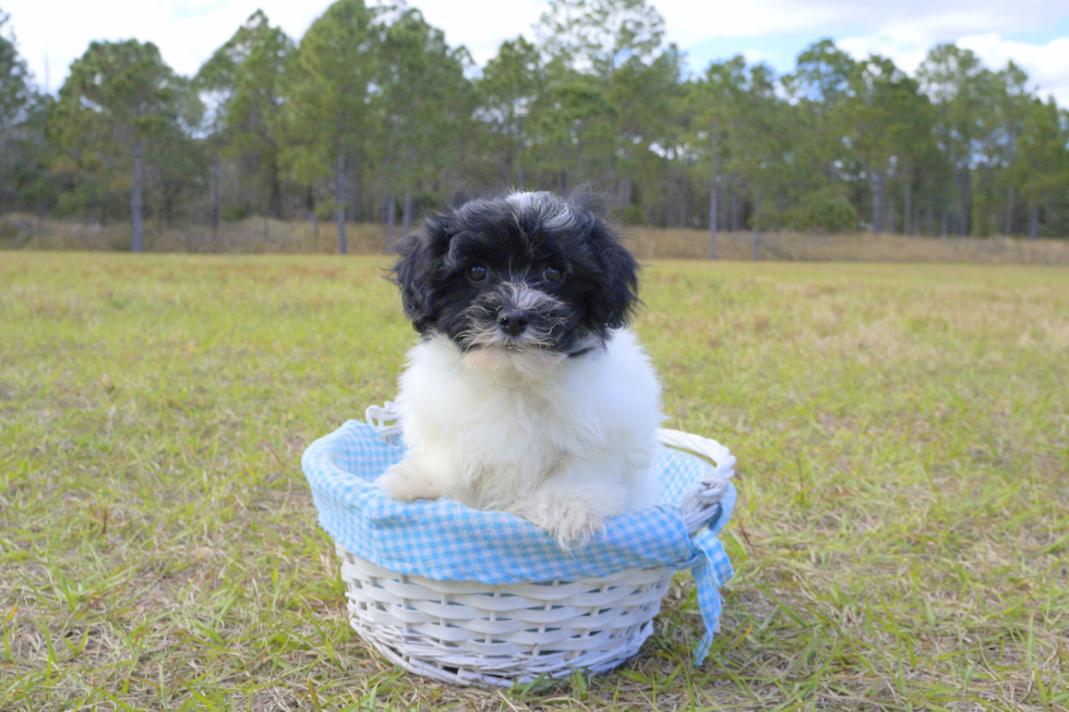 Meet Trent - our Havanese Puppy Photo 2/4 - Florida Fur Babies