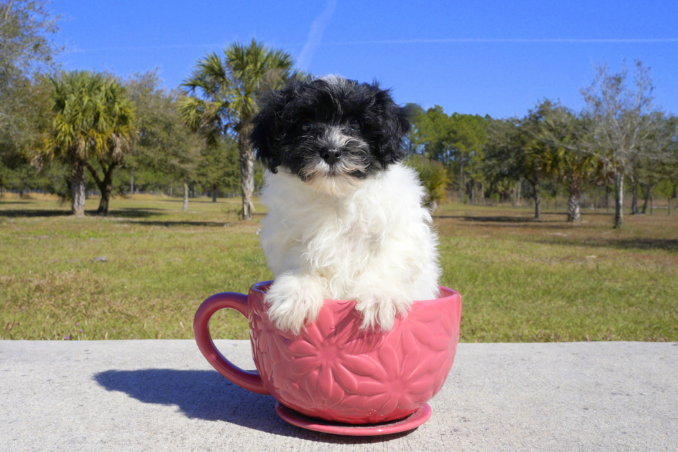 Meet Trent - our Havanese Puppy Photo 4/4 - Florida Fur Babies
