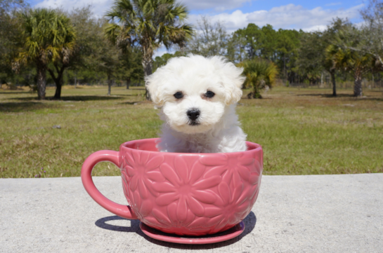 346 week old Maltipoo Puppy For Sale - Florida Fur Babies