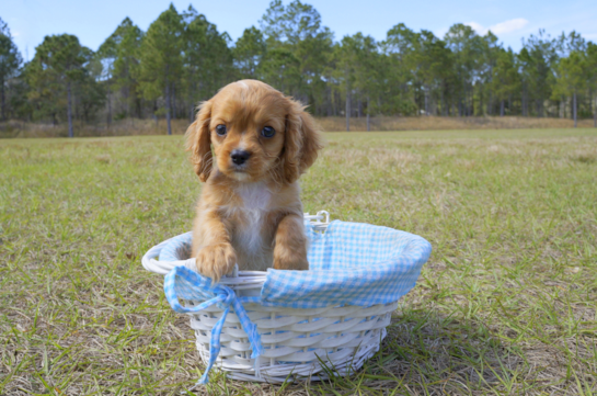 334 week old Cavalier King Charles Spaniel Puppy For Sale - Florida Fur Babies