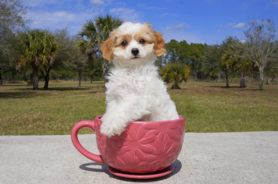 347 week old Cavapoo Puppy For Sale - Florida Fur Babies