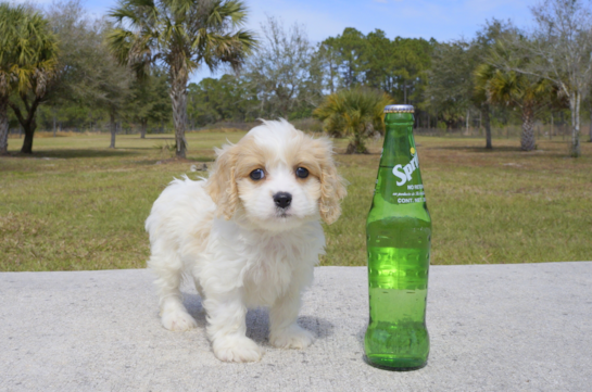347 week old Cavachon Puppy For Sale - Florida Fur Babies