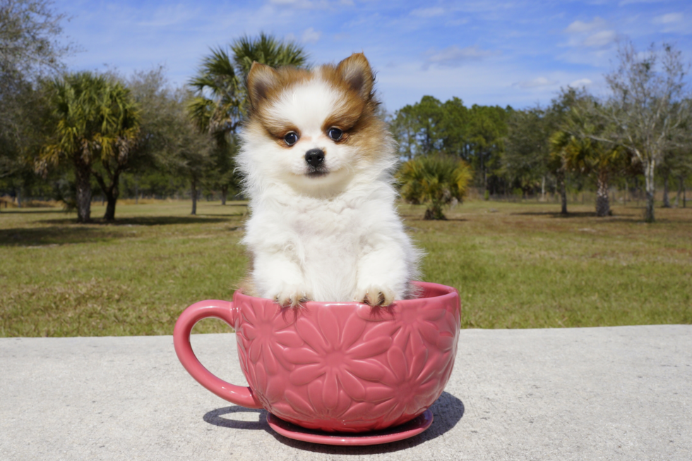 Meet Blake - our Pomeranian Puppy Photo 2/4 - Florida Fur Babies