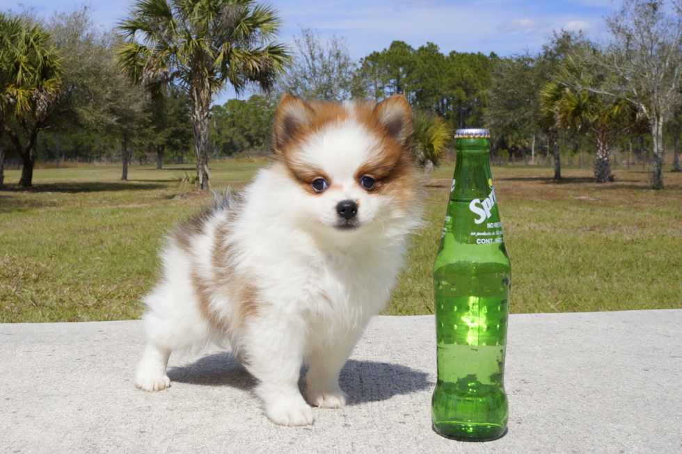 Meet Blake - our Pomeranian Puppy Photo 3/4 - Florida Fur Babies