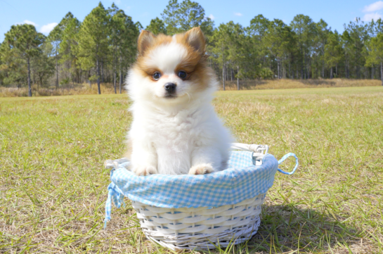 346 week old Pomeranian Puppy For Sale - Florida Fur Babies