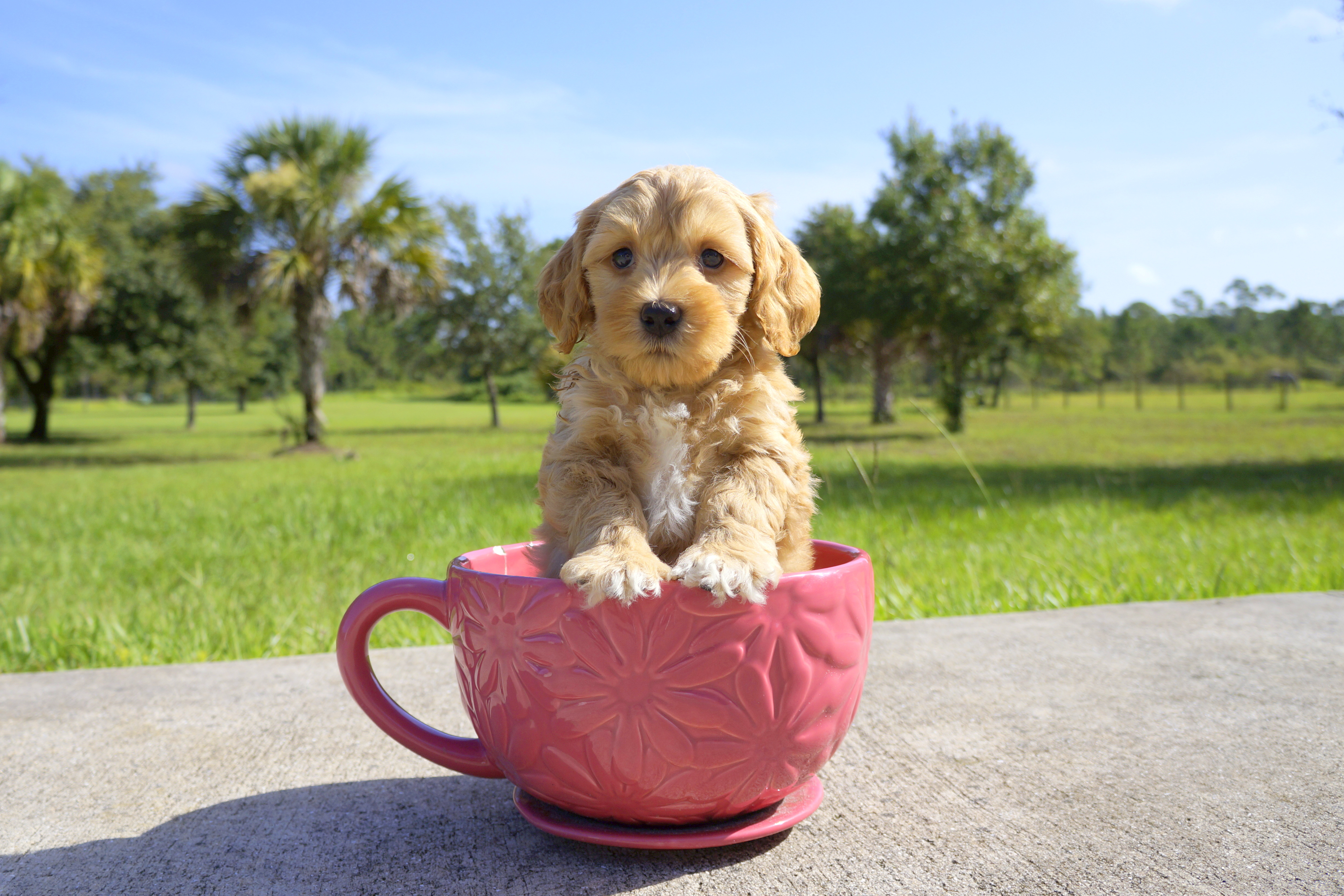 Best Mini Goldendoodle Baby