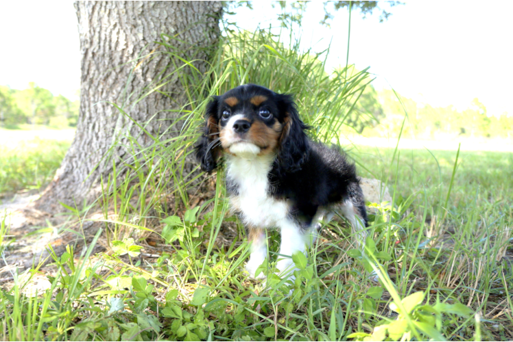 Meet Dianna - our Cavalier King Charles Spaniel Puppy Photo 1/2 - Florida Fur Babies