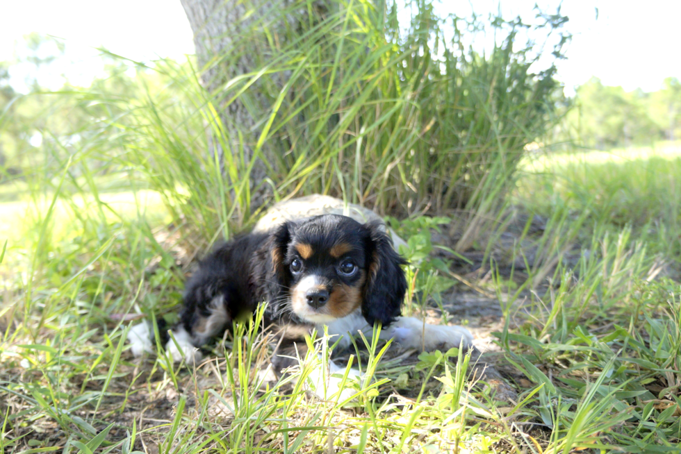 Meet Dianna - our Cavalier King Charles Spaniel Puppy Photo 2/2 - Florida Fur Babies