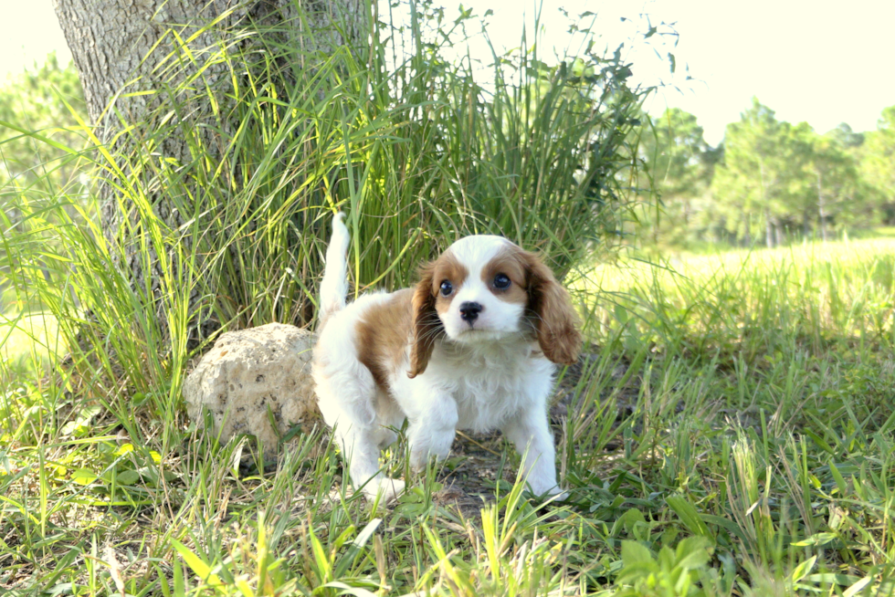 Meet Charlston - our Cavalier King Charles Spaniel Puppy Photo 1/1 - Florida Fur Babies