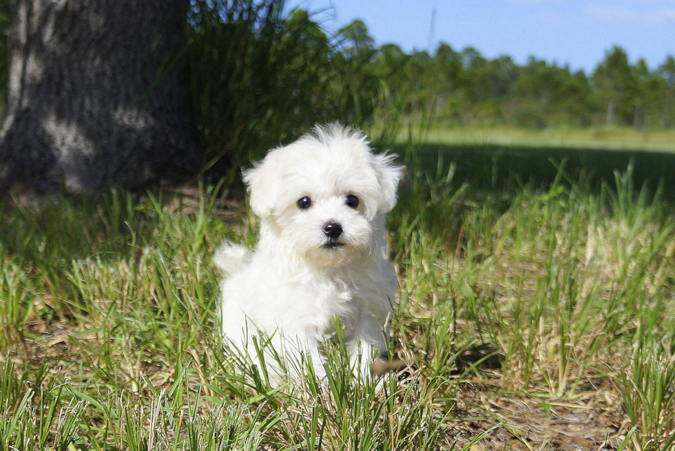 Meet Miami Princess - our Maltipoo Puppy Photo 1/2 - Florida Fur Babies