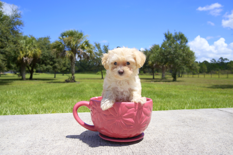 Meet South Beach Bella - our Maltipoo Puppy Photo 